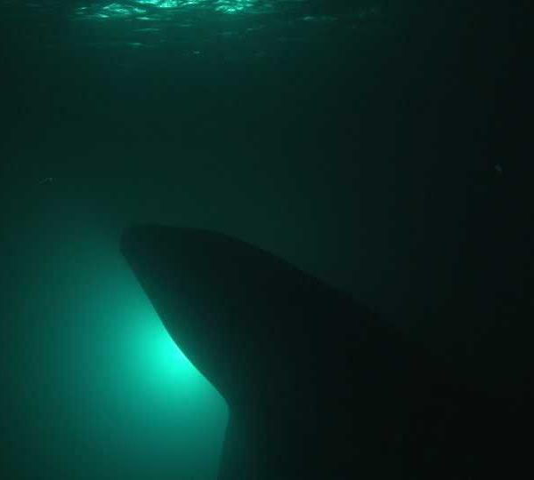 Requin_baleine_nuit_en_contre_jour
