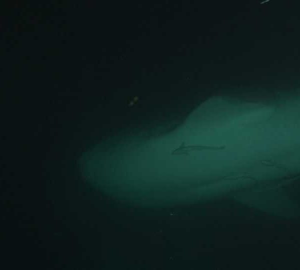 Requin_baleine_nuit_deux_a_cote