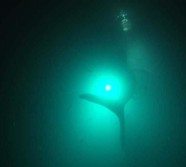 Requin_baleine_nuit_en_contre_jour_sous_la_lumiere