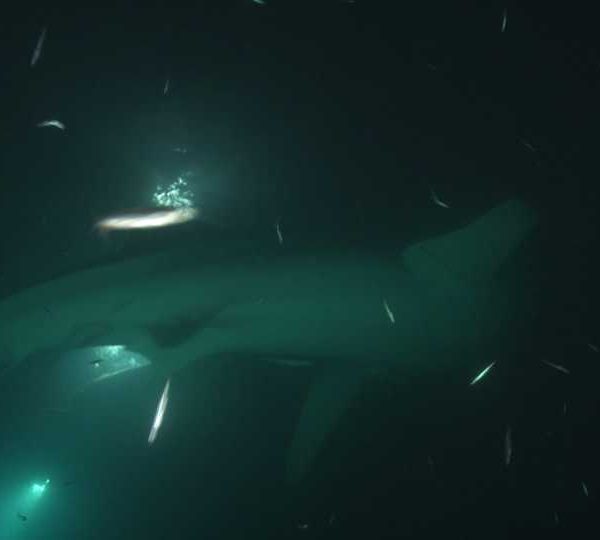 Requin_baleine_nuit_deux_sous_la_lumierevet_un_part