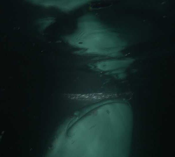 Requin_baleine_nuit_mange_sous_lumiere