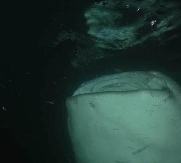 Requin_baleine_nuit_manger_face_camera