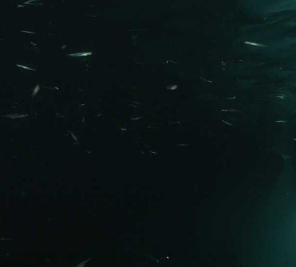 Requin_baleine_nuit_banc_de_petites_sardines