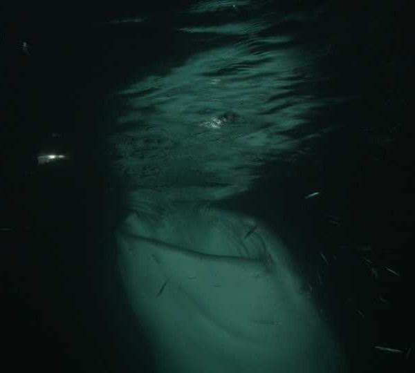 Requin_baleine_nuit_mange_sous_la_surface