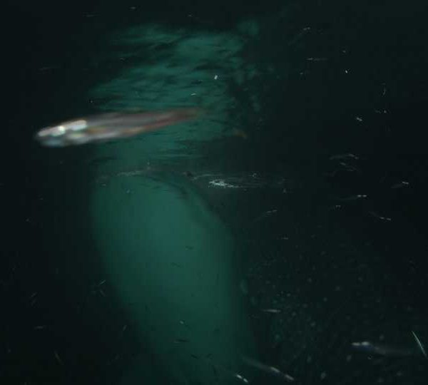 Requin_baleine_nuit_deux_tournent_ensemble+++