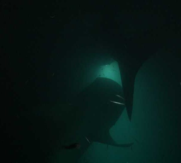 Requin_baleine_nuit_deux_sous_la_lumiere_en_contre_jour