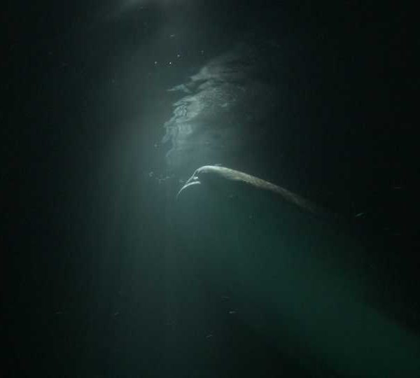 Requin_baleine_nuit_mange_sous_la_lumiere++