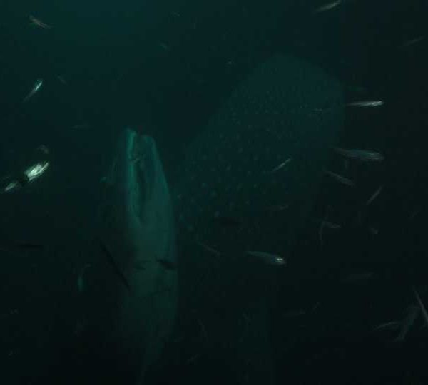 Requin_baleine_nuit_deux_mangent_ensemble+++