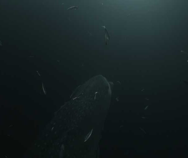 Requin_baleine_nuit_mange_vue_de_cote Requin_baleine_nuit_mange_vue_de_cote