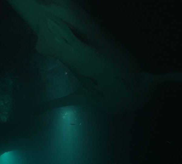 Requin_baleine_nuit_passe_sur_la_camera_et_un_autre_plus_loin