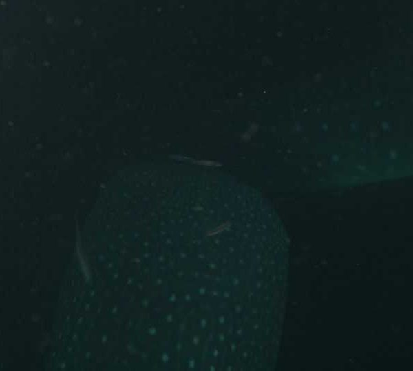 Requin_baleine_nuit_deux_dont_un_mange_devant_camera+ Requin_baleine_nuit_deux_dont_un_mange_devant_camera+