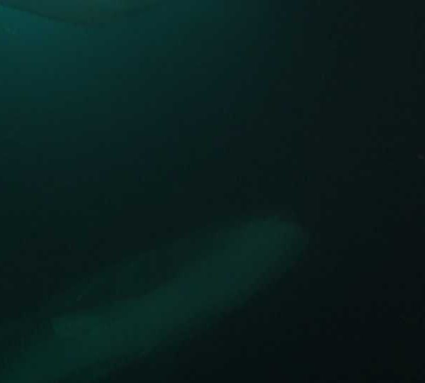 Requin_baleine_nuit_passe_sur_camera
