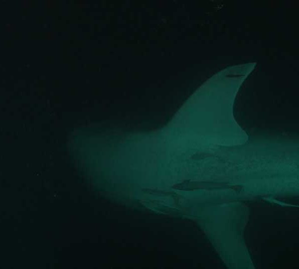 Requin_baleine_nuit_deux_se_croisent Requin_baleine_nuit_deux_se_croisent