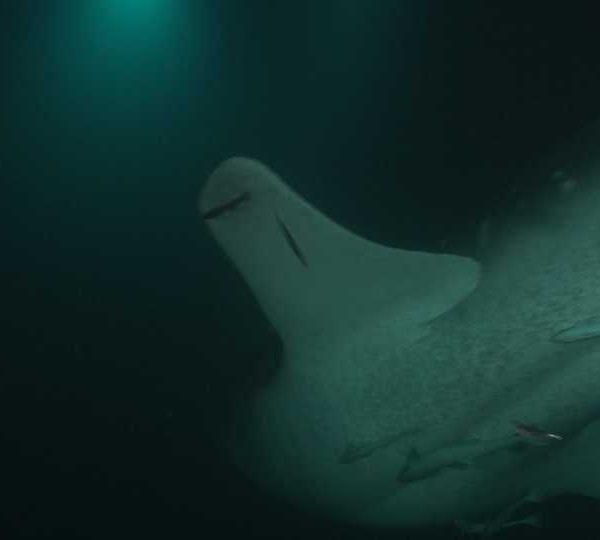 Requin_baleine_nuit_tourne_devant_camera