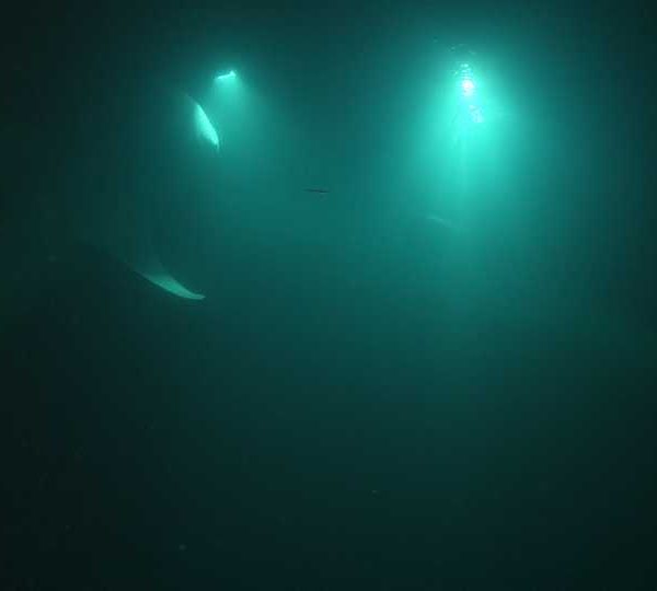 Requin_baleine_nuit_trois_sous_la_lumiere++ Requin_baleine_nuit_trois_sous_la_lumiere++