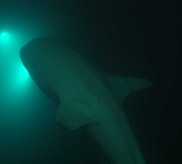 Requin_baleine_nuit_remonte_vue_de_cote Requin_baleine_nuit_remonte_vue_de_cote