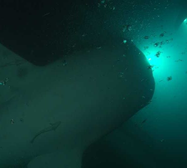 Requin_baleine_nuit_passe_sous_camera