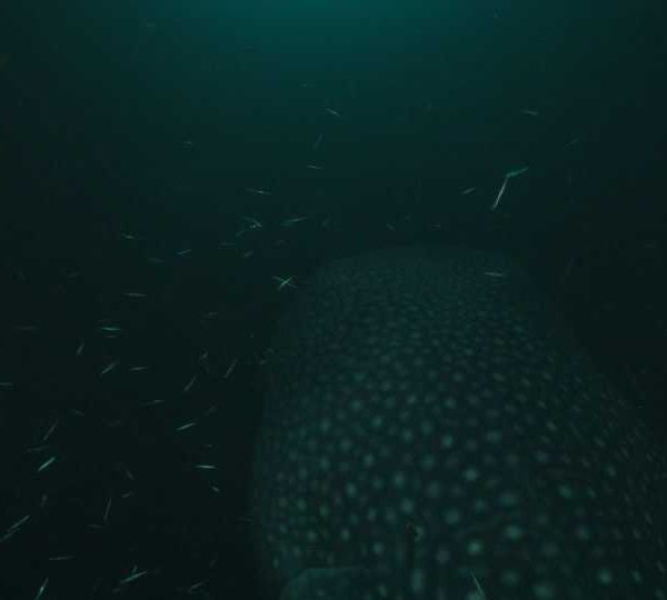 Requin_baleine_nuit_remonte_entree_de_champ