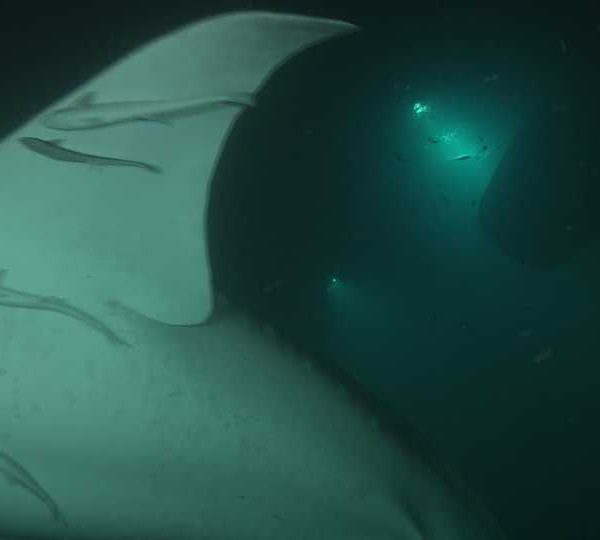 Requin_baleine_nuit_passe_sur_camera_un_autre_au_fond