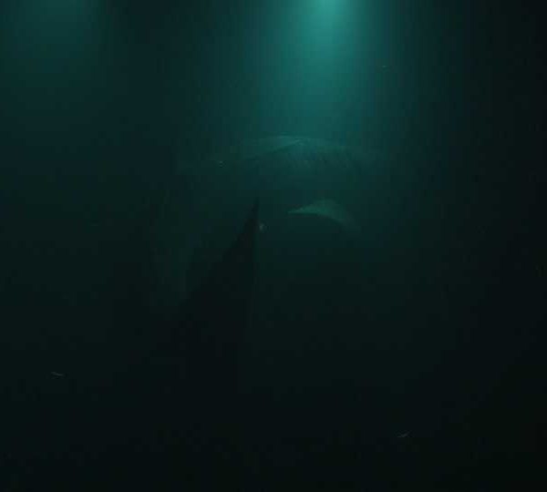 Requin_baleine_nuit_contre_lumiere