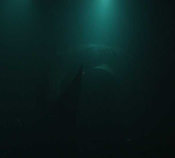 Requin_baleine_nuit_contre_lumiere