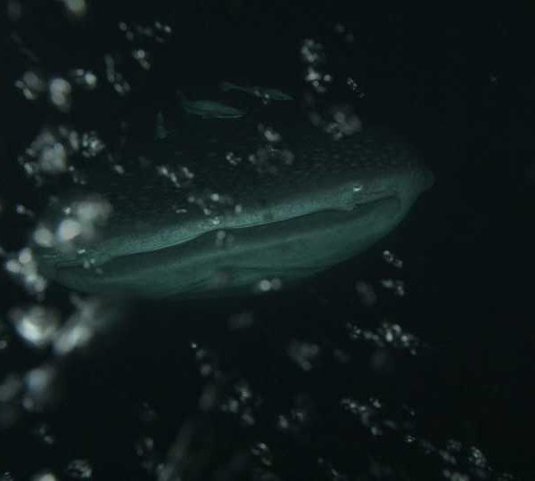 Requin_baleine_nuit_mange_petite_sardines