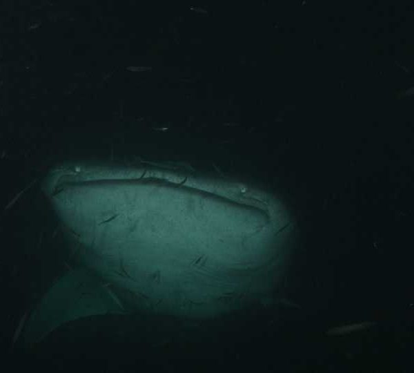 Requin_baleine_nuit_mange_petites_sardines++