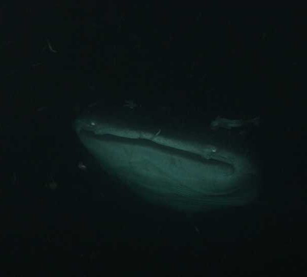 Requin_baleine_nuit_mange_petites_sardine_de_face+++