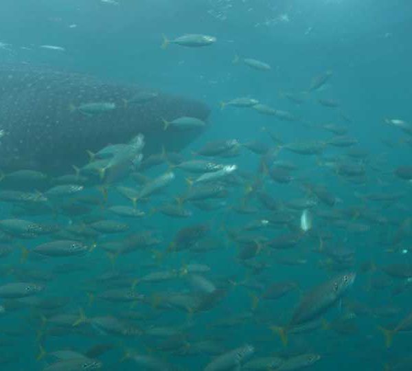 Requin_baleine_derriere_banc_de_maquereaux+