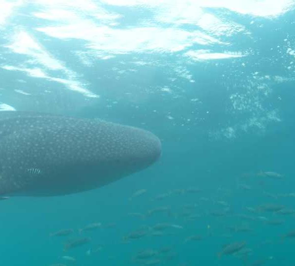 Requin_baleine_avec_banc_de_maquereaux