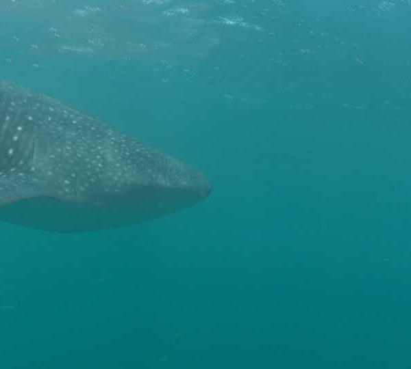 Requin_baleine_arrive_derriere_banc_de_maquereaux_vue_de_face+++