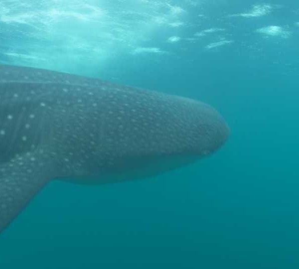 Requin_baleine_passe_sous_bateau