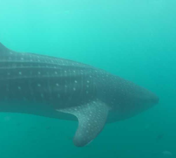 Requin_baleine_part_vers_le_fond_avec_banc_de_maquereaux
