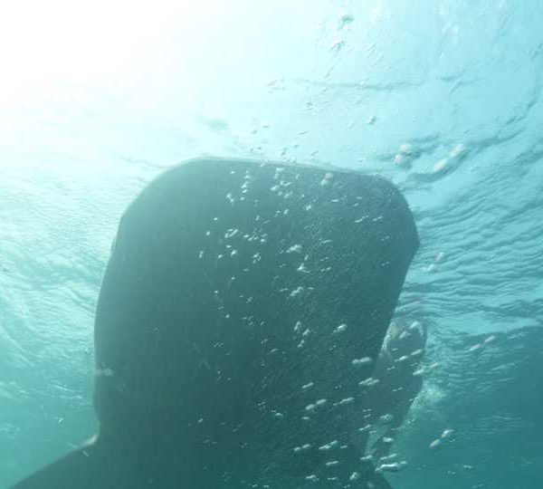 Requin_baleine_avec_Delphine Requin_baleine_avec_Delphine