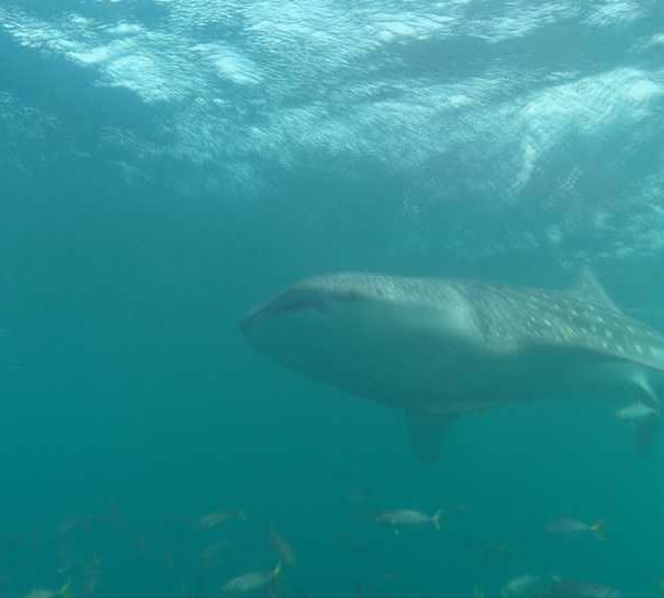 Requin_baleine_avec_Delphine Requin_baleine_avec_Delphine