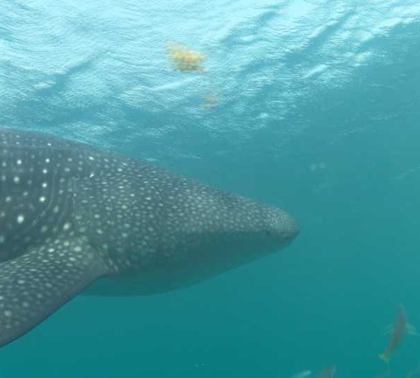 Requin_baleine