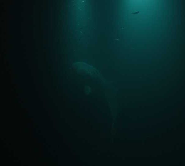 Requin_baleine_nuit_sous_la_lumiere