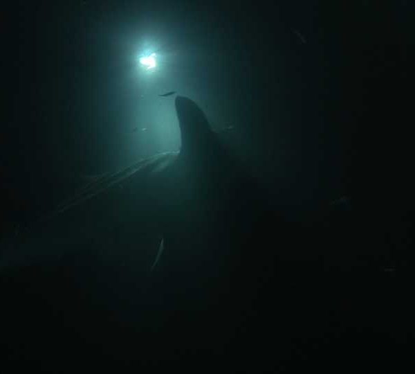 Requin_baleine_nuit_en_contre_jour Requin_baleine_nuit_en_contre_jour