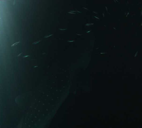 Requin_baleine_nuit_nage_sous_la_surface