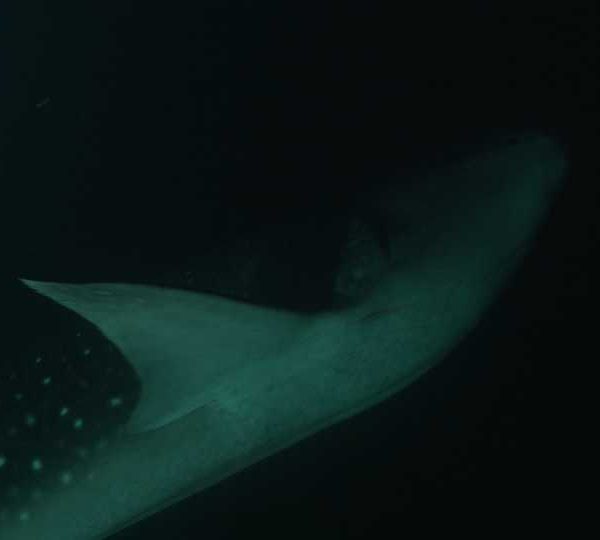 Requin_baleine_nuit_avec_marques