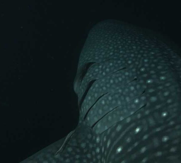 Gros_plan_tete_et_branchies Gros_plan_tete_et_branchies