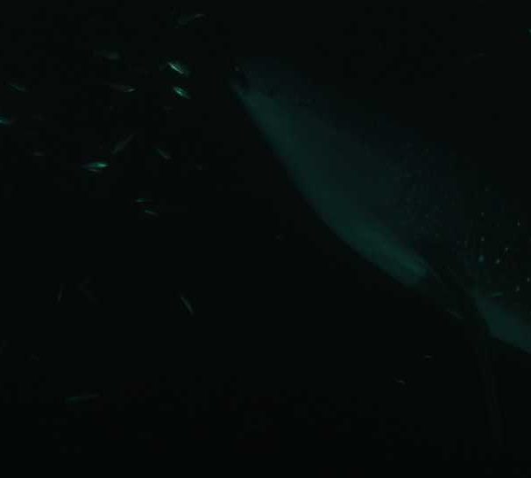Requin_baleine_nuit_mange_sous_la_surface++ Requin_baleine_nuit_mange_sous_la_surface++