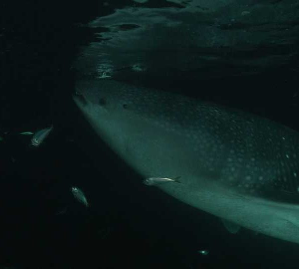 R082C045_181218XGS02_Requin_baleine_nuit_belle_lumiere