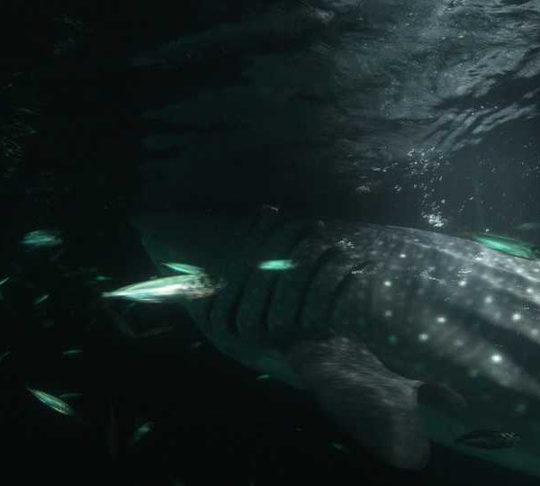 R082C049_181218SCS02_Requin_baleine_nuit_mange_vue_de_cote