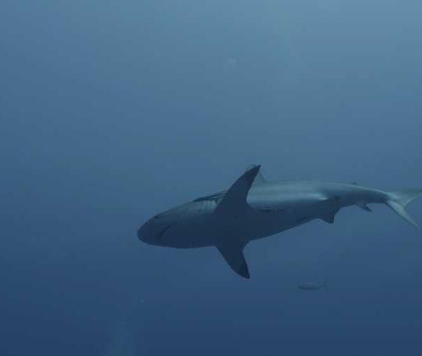 R113C034_190407BWS02_Requin_soyeux_vue_de_dessous