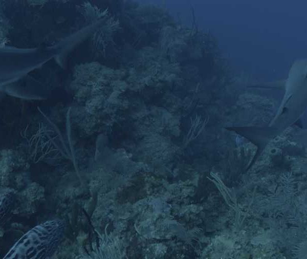 R113C036_19040748S02_Requins_soyeux_avec_merous_sur_recif R113C036_19040748S02_Requins_soyeux_avec_merous_sur_recif