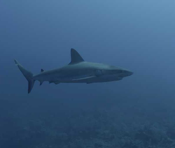 R113C041_190407YES02_Requin_soyeux_passe_de_cote