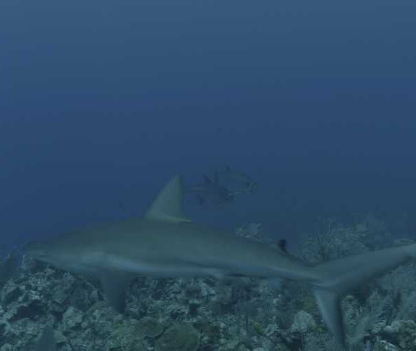 R113C047_190407NIS02_Tarpons_deux_croisent_requin_et_viennent_vers_camera.jpg