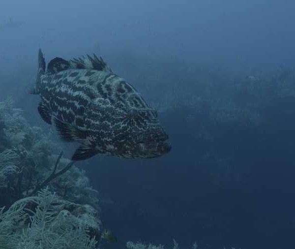 R113C050_190407KBS02_Merou_face_camera_gueule_entre_ouverte R113C050_190407KBS02_Merou_face_camera_gueule_entre_ouverte