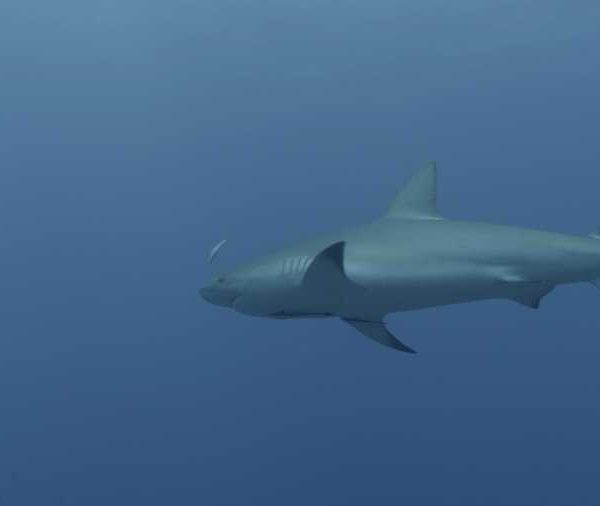 R113C054_19040708S02_Requin_soyeux_vue_de_dessous